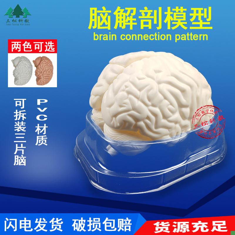 脑解剖模型自然大可拆卸3部件人体G大脑干结构半球教学展示模型