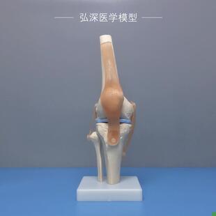 膝关节模型人体膝盖骨骼解剖韧带髌F骨结构造医学院骨科教学模具