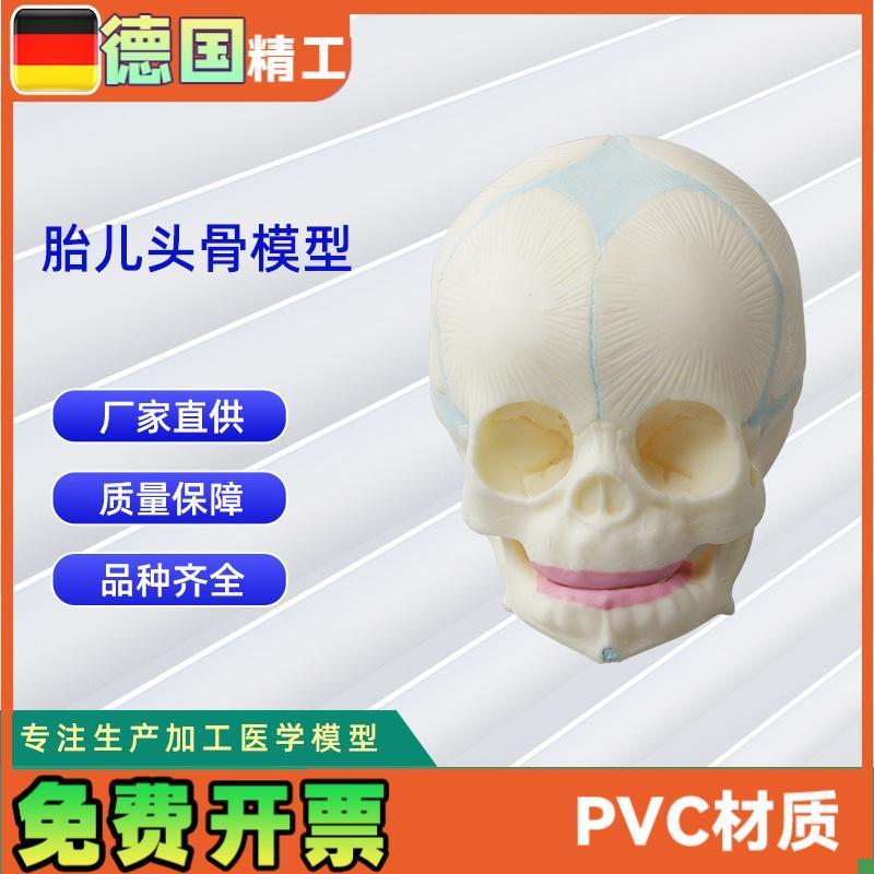 新生儿头颅骨形态模型胎儿头骨骨骼模型婴N儿头骨模型振兴科学
