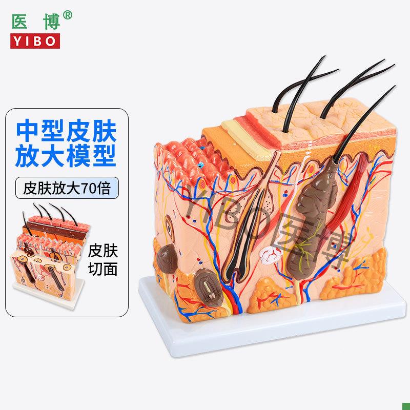 医博皮肤结构解剖模i型美容教学皮肤组织层次立体构造微整形皮肤