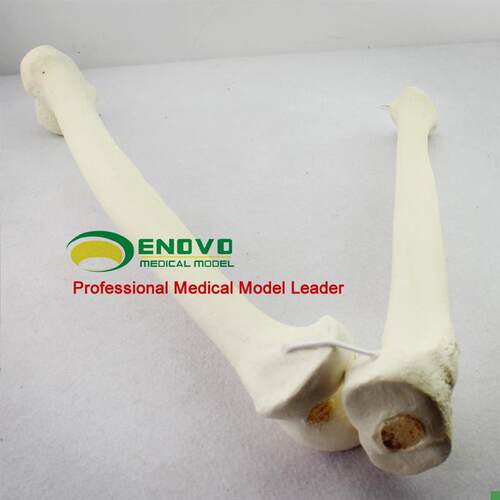 ENOVO颐诺骨科术前Sawbone人C工合成骨模型股骨胫骨模型骨科植入