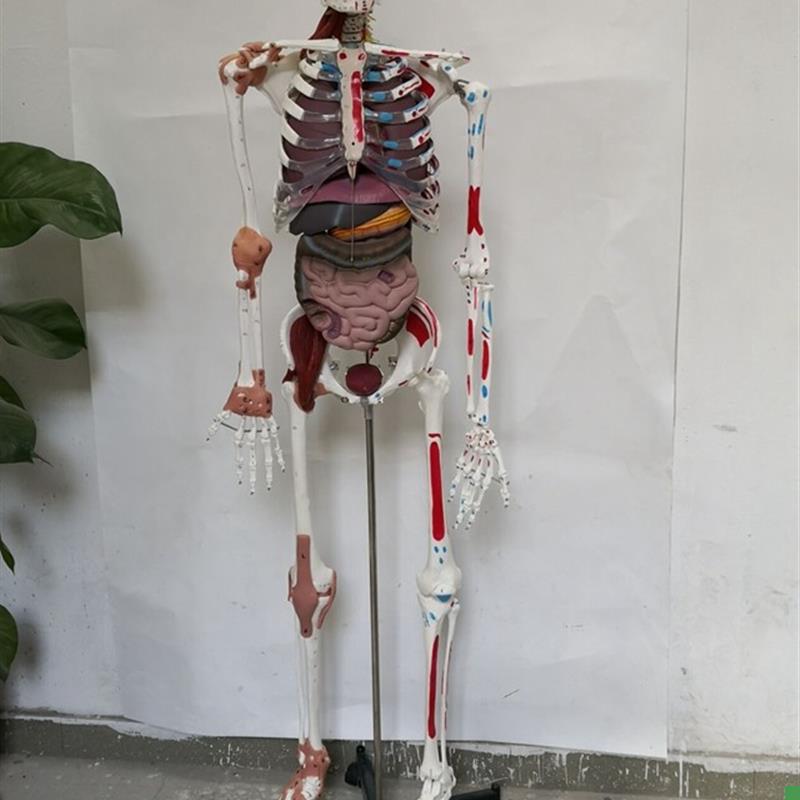 170cm人U体骨骼韧带肌肉编码内脏骨架模型医用教学讲解