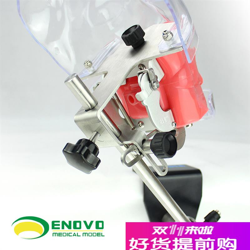 ENOVO正品高端专业口腔w科仿生头模牙医齿科教学系统备牙齿模型