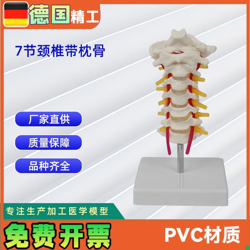 自然大7节颈椎带枕骨模型颈椎医用教具教Y学模型直销