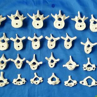 人体1:a1散脊椎椎体模型人体骨骼骨架医用教学讲解