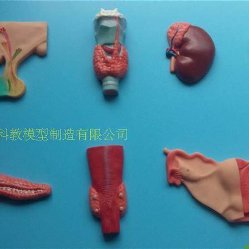 正品人体内分泌系统模型内D分泌腺医学人体解剖学模型