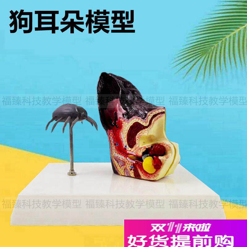 犬耳朵模型虫子叮咬病理耳朵内A耳结构动物皮肤猫狗肾脏狗心脏解