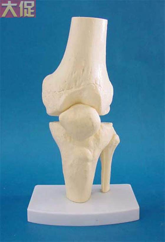 大型人体膝关节骨 骼模型骨骼骨架模型 教学医用人体标本模型