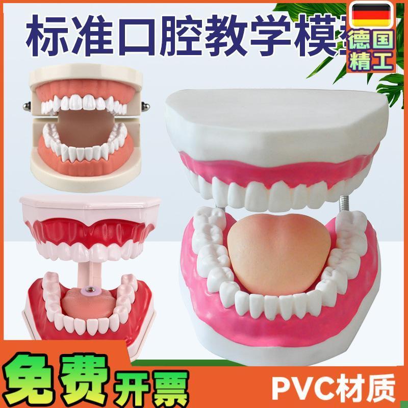 口腔模型牙齿模型幼儿园教具儿童刷牙玩具牙齿牙T科模型假牙模型