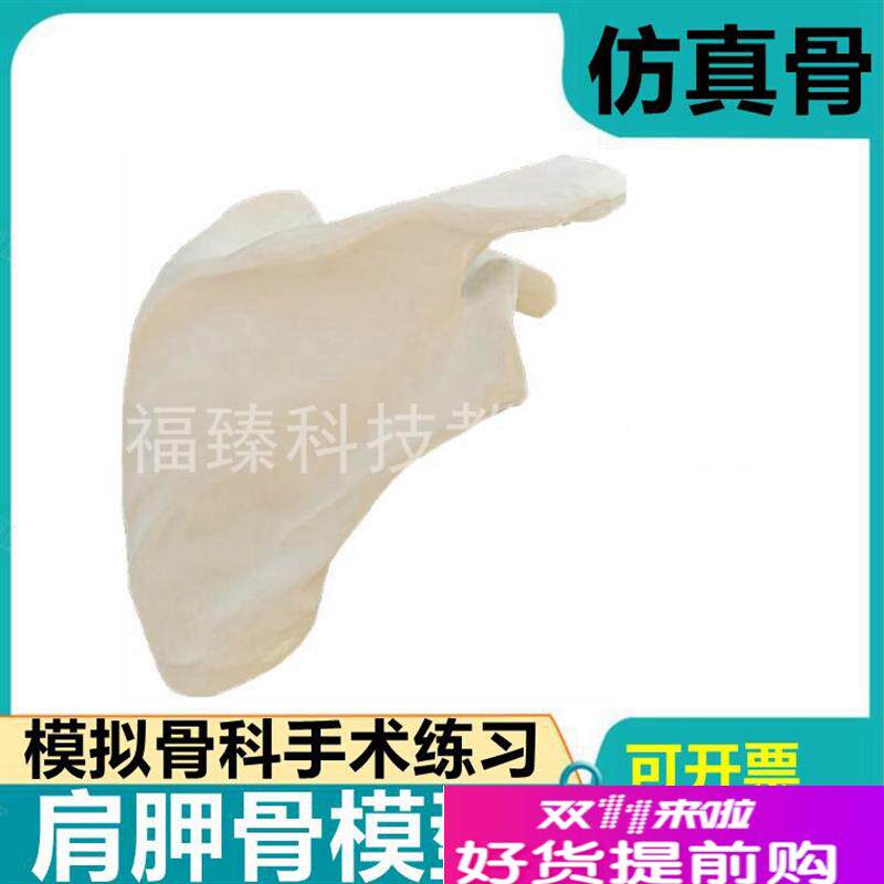 肩胛骨模型1比1人工仿真骨临床z手术练习用假骨肩关节腕关节髋关