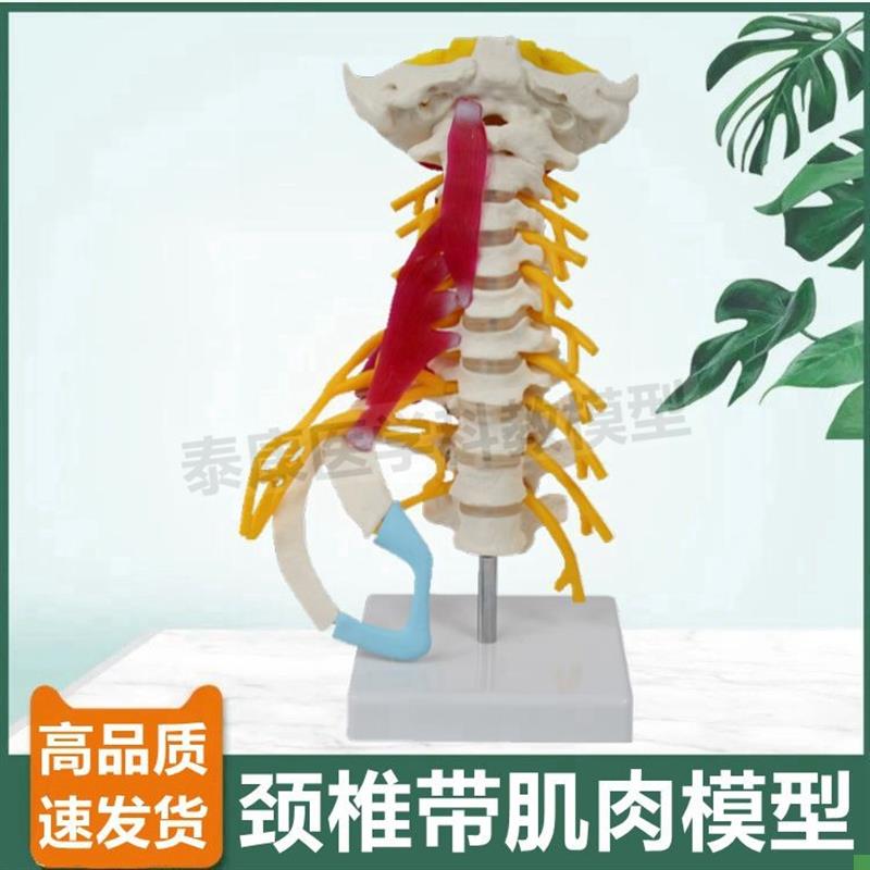 颈椎附肌肉模f型人体比例小脑血管神经寰椎枢椎正骨指压小针刀康