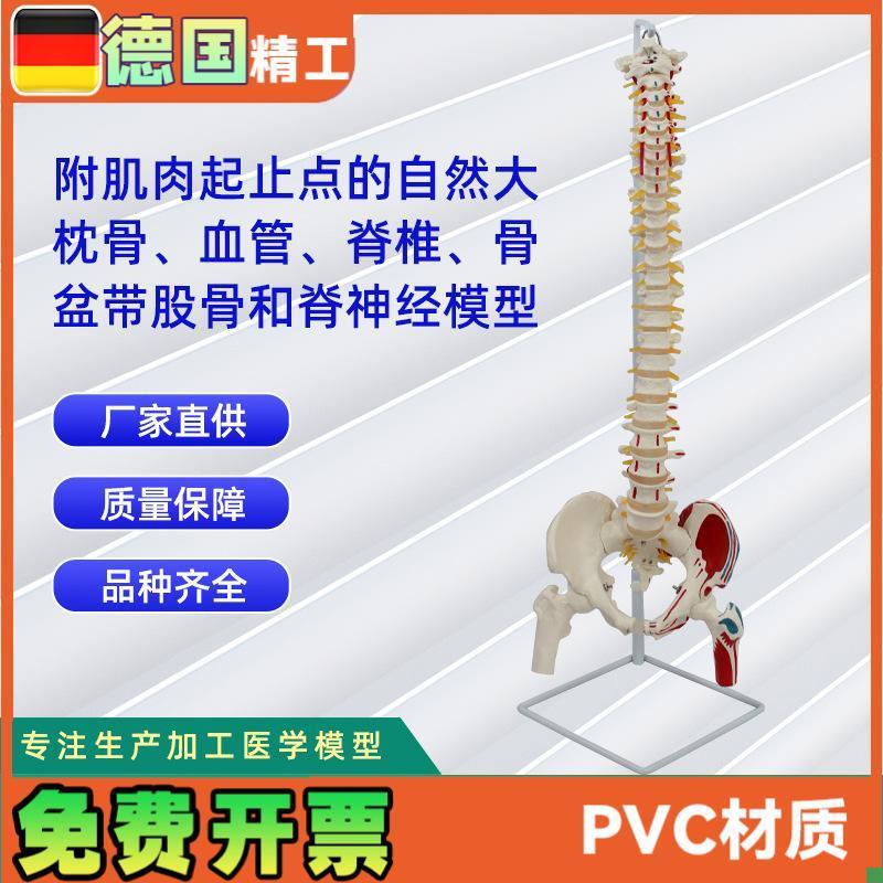 附肌肉起止点的自然大枕骨血管脊椎骨盆带股S骨和脊神经模型