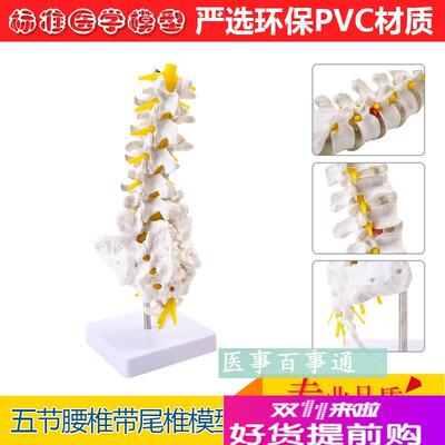 自然大人体五节腰j椎模型腰椎间盘骨骼骨盆模型教学32CM高包邮