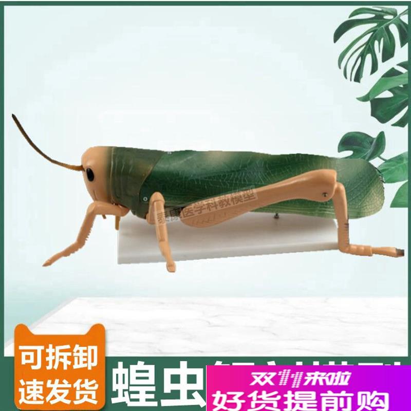 蝗虫解剖模型可拆卸蚂q蚱节肢动物昆虫纲中学生物课配套摆件动物
