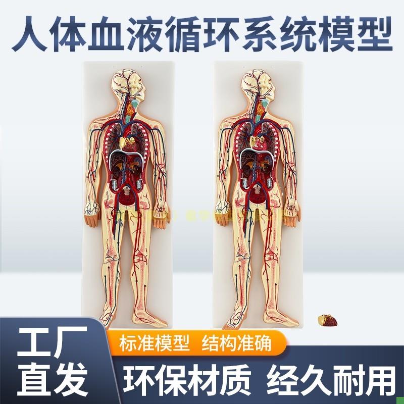 人体血液循环系统模型全身内脏y器官解剖教学教具心脏血管演示模