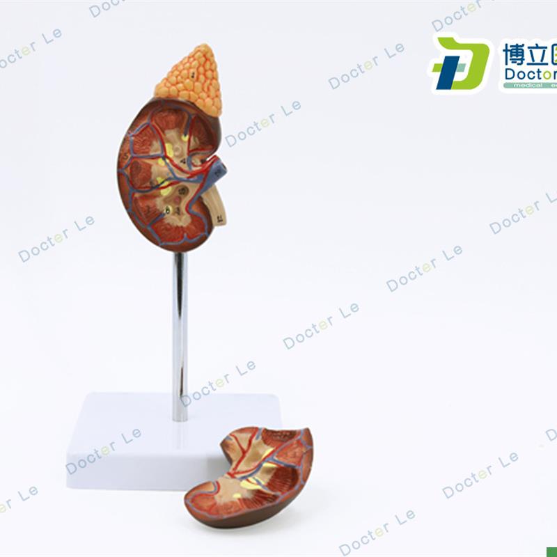 人体器官肾脏模型泌q尿科肾脏医学医用讲解教具模型自然大