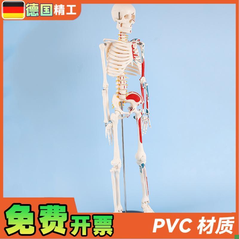 德国】85dcm半边肌肉起止点骨骼人体骨骼模型成人小骷髅教学模型