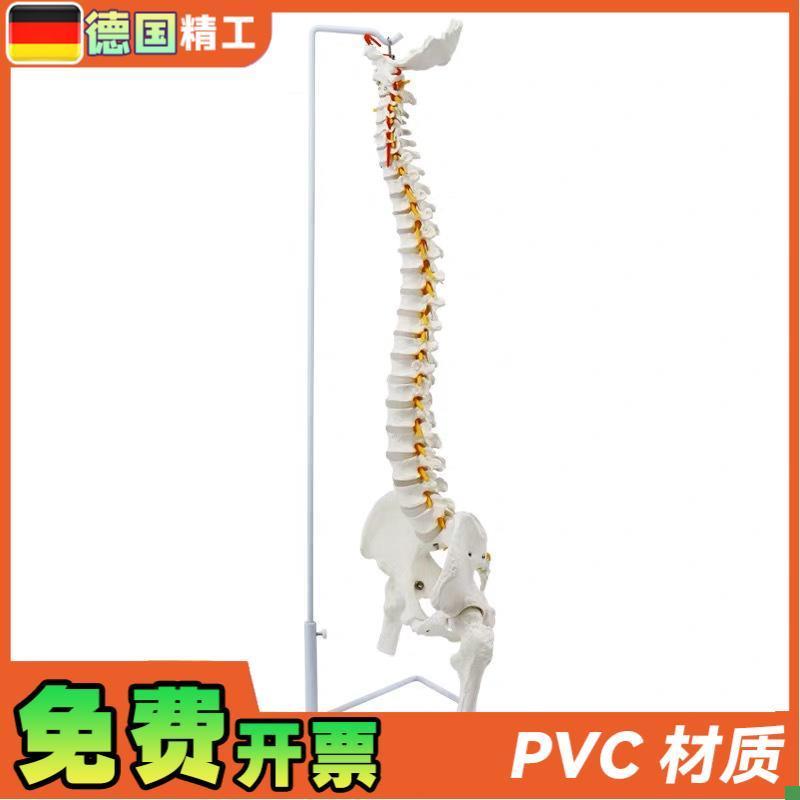 德国】成人85cm人体脊柱w神经骨盆骨骼模型腰椎可弯曲正骨教学标