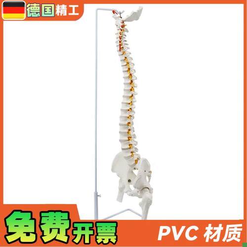 德国】成人85cm人体脊柱w神经骨盆骨骼模型腰椎可弯曲正骨教学标