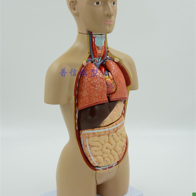 医用人体器官解剖模型人体内脏D结构人体拼装模型躯干模型