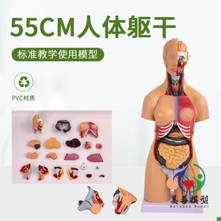 55CM人体器官身体结构解剖模型医用仿真全身N内脏拼装 躯干解剖教