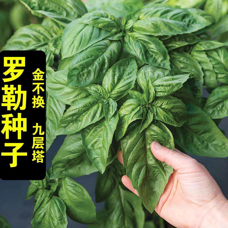 食用九层塔籽甜罗勒柠檬
