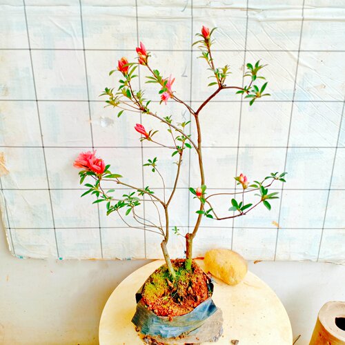 老桩杜鹃花造型小树阳台盆景