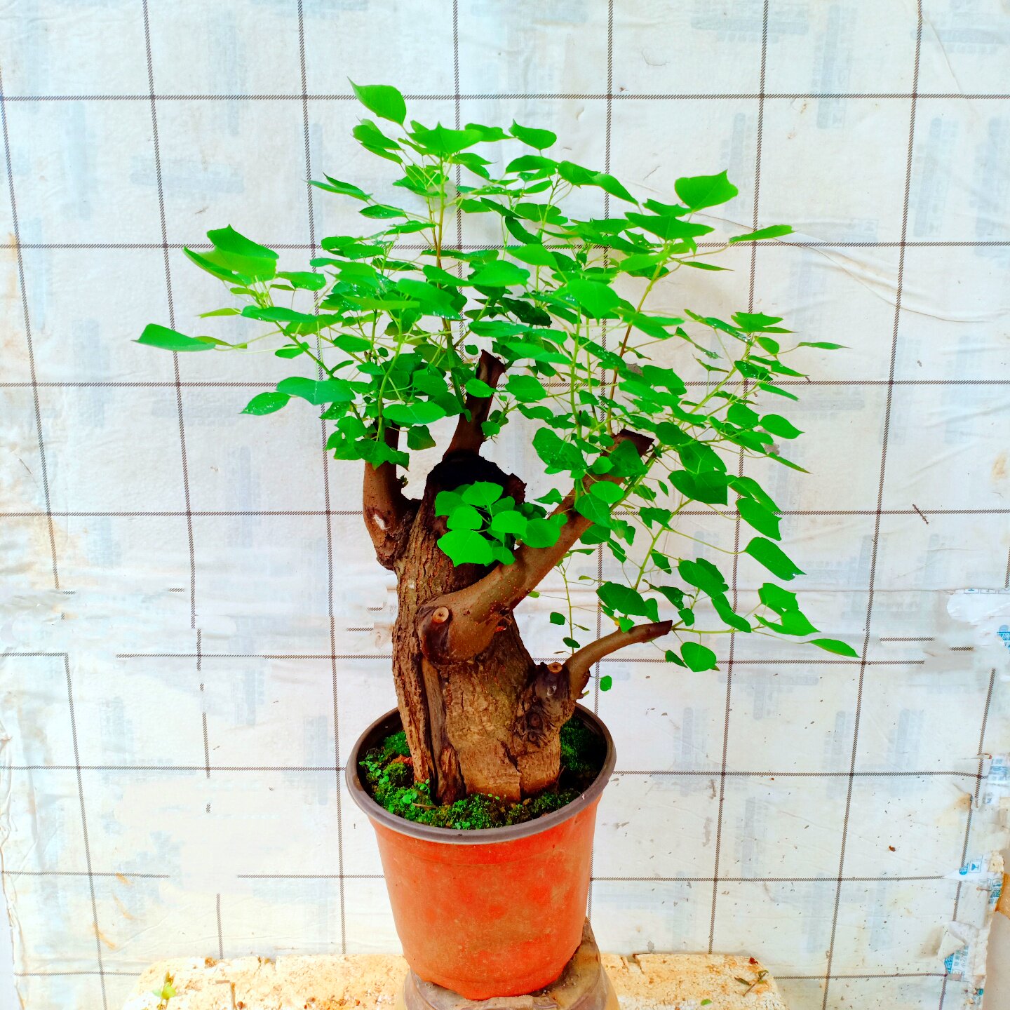 乌桕老桩盆景栽阳台植物树大苗