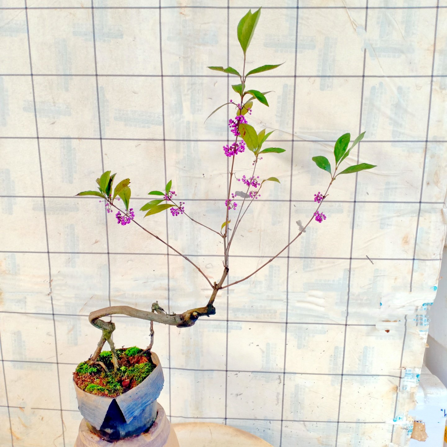裸花紫珠老桩盆景绿植颗粒果四季盆栽树苗多年生室内精品一物一拍