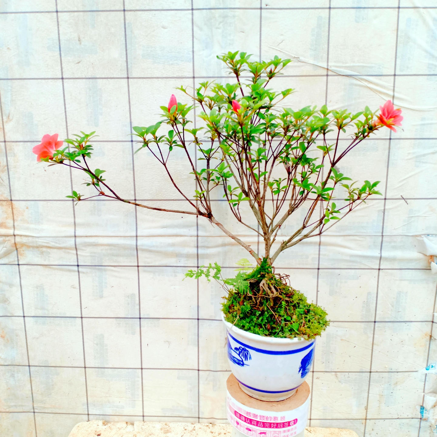 皋月杜鹃花造型盆景老桩一物一拍