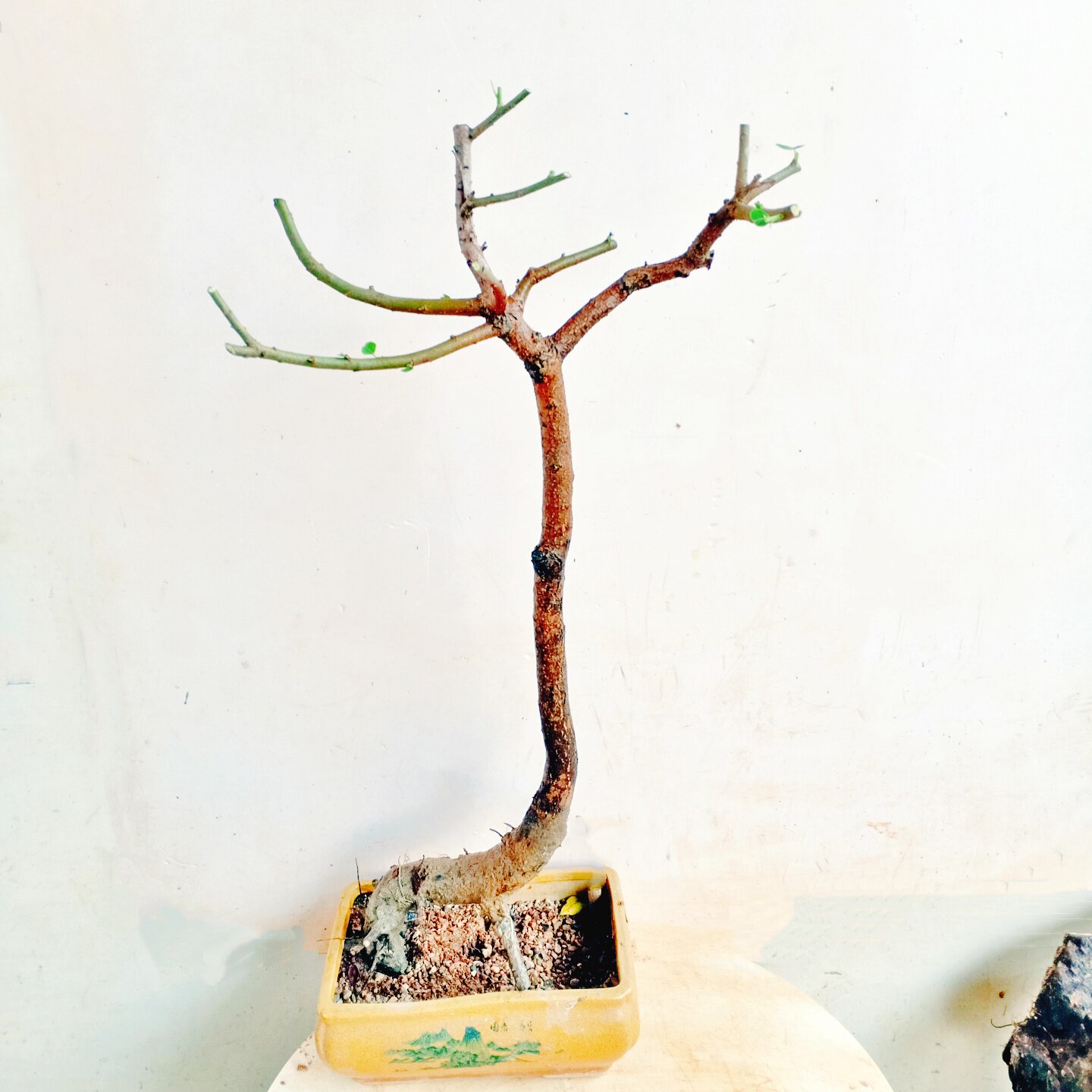 庭院乌桕树盆景坨坨老桩栽植苗木红叶四季耐寒室外好种物观赏造型