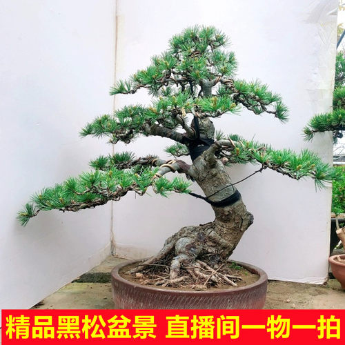 二月盆景一物一拍黑松黄杨榆树