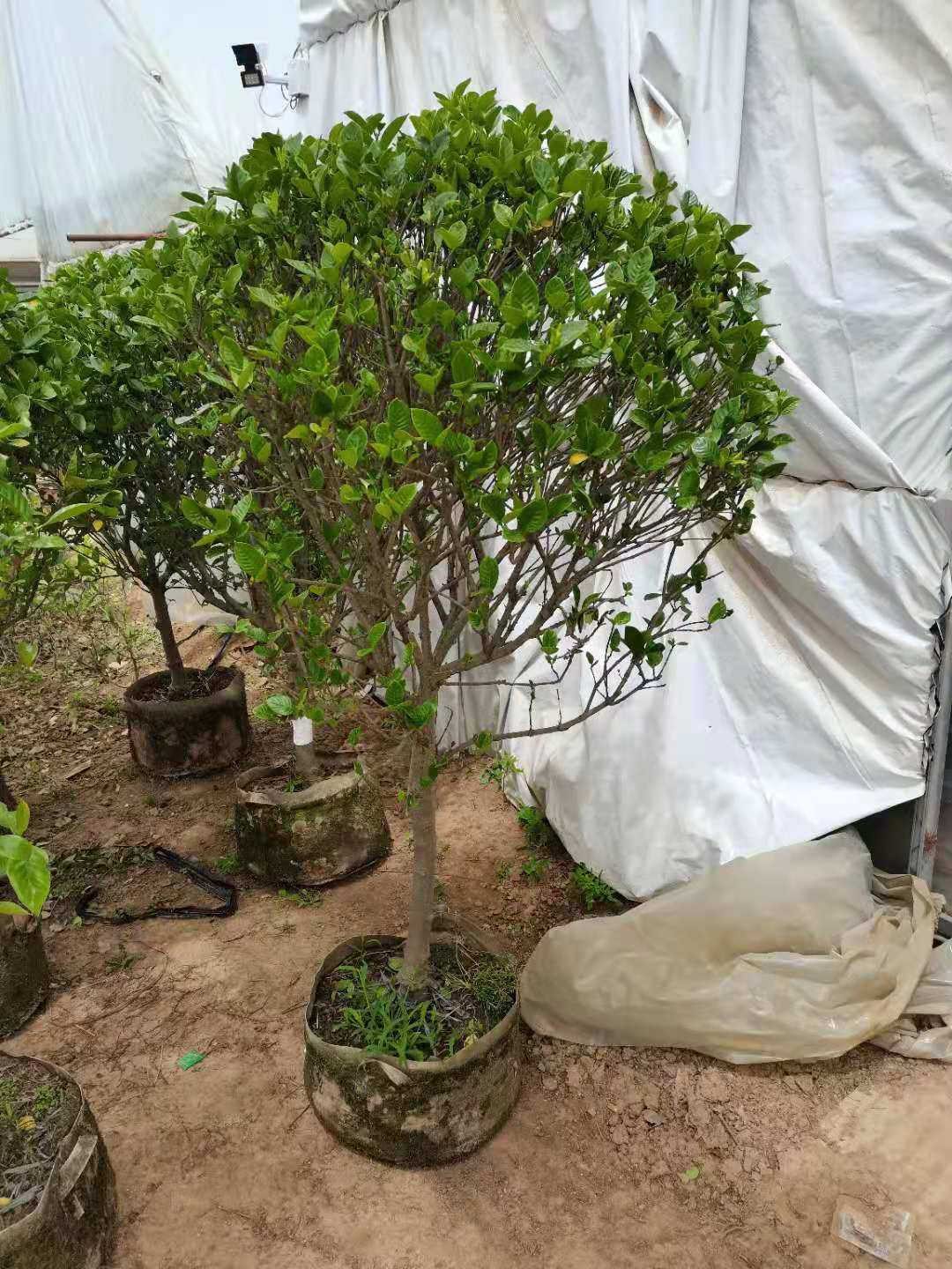 植物树苗老桩栀子花盆栽