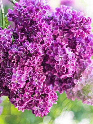 丁香花树苗庭院绿化别墅观赏植物