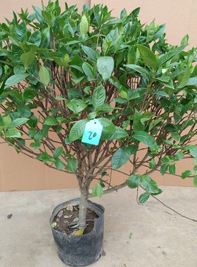 栀子花香盆栽栀子花苗绿色开花植物阳台花卉室内客厅栀子花树苗