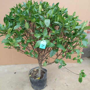 栀子花香盆栽栀子花苗绿色开花植物阳台花卉室内客厅栀子花树苗