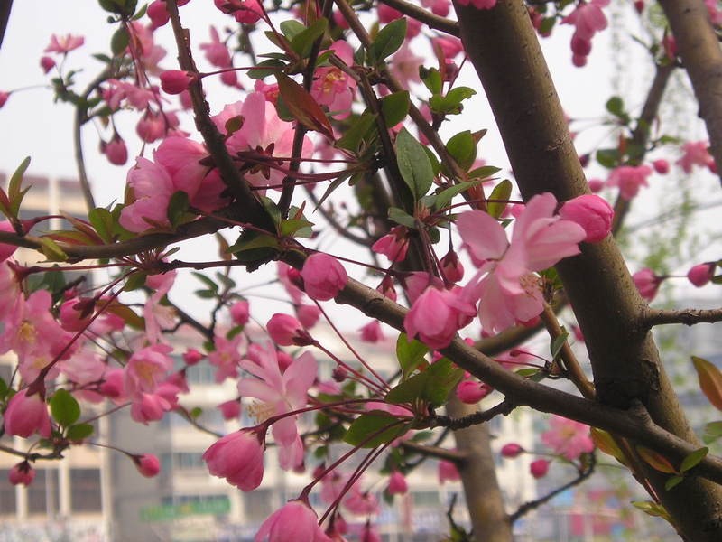 庭院西府海棠苗垂丝海棠庭院种植苗木海棠花树苗包邮-封面