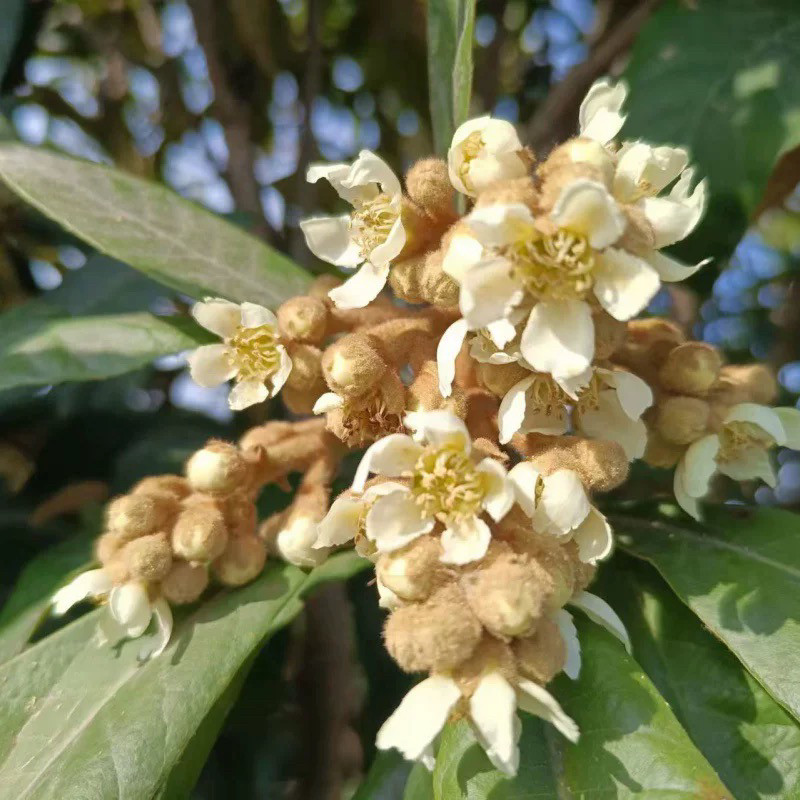 2024年新鲜枇杷花塘栖白枇杷代用/花草茶