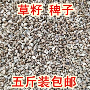 鸟食 稗子 草籽 芙蓉鸟 鹦鹉 珍珠鸟 文鸟/蛋白质高 5斤装包邮