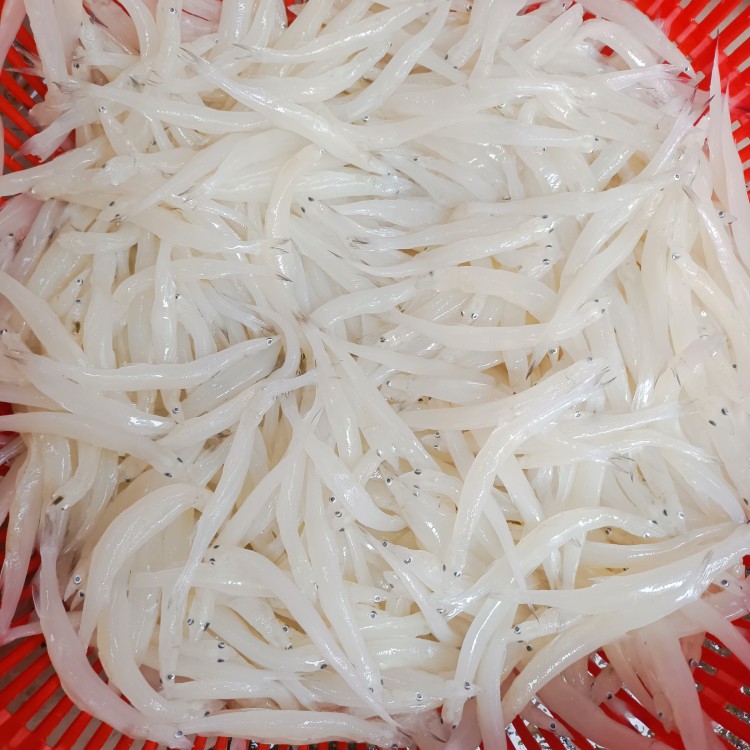 湖北鱼米之乡新鲜银鱼面条鱼500g