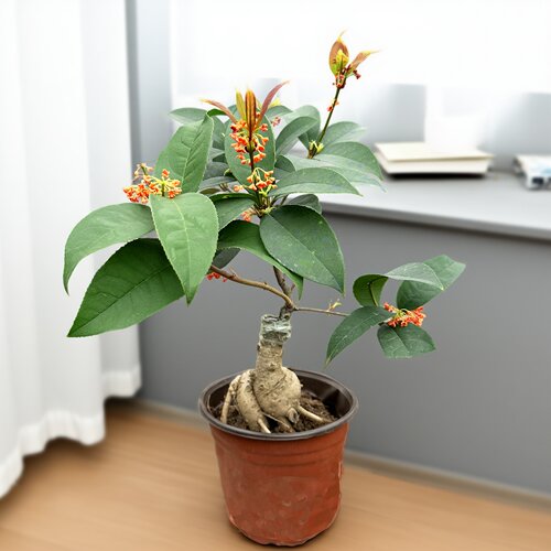 金桂嫁接四季桂桂花树苗盆栽花卉