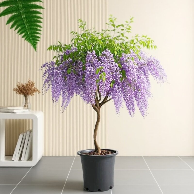2025新款绿植花卉三角梅紫藤室内盆栽室外庭院花树苗盆景送绿藤苗