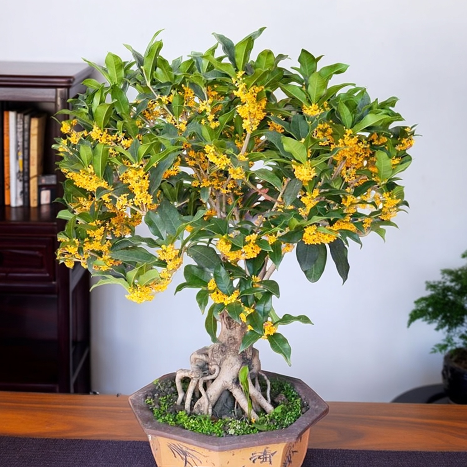 四季桂桂花树苗盆栽室内花卉