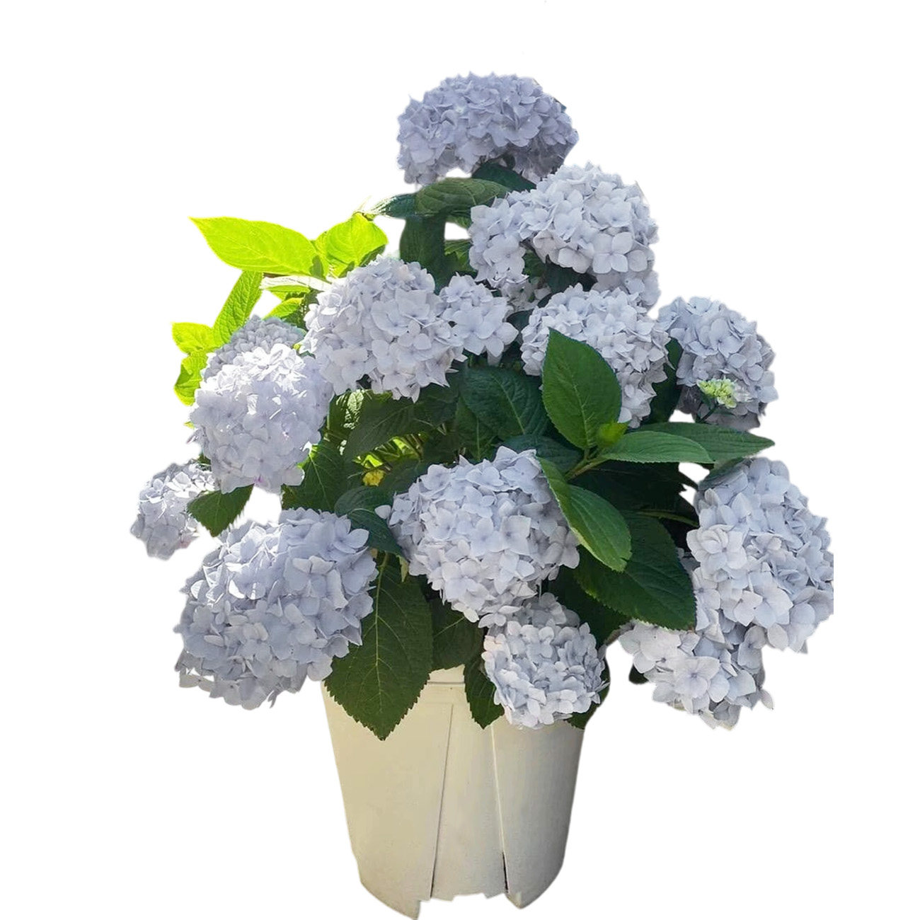 木绣球盆栽花卉阳台桌面好养绿植