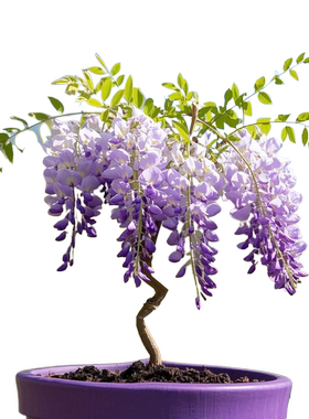 丰花紫藤嫁接老桩水晶四季开普罗旺斯麝香爬藤本绿植紫藤盆景