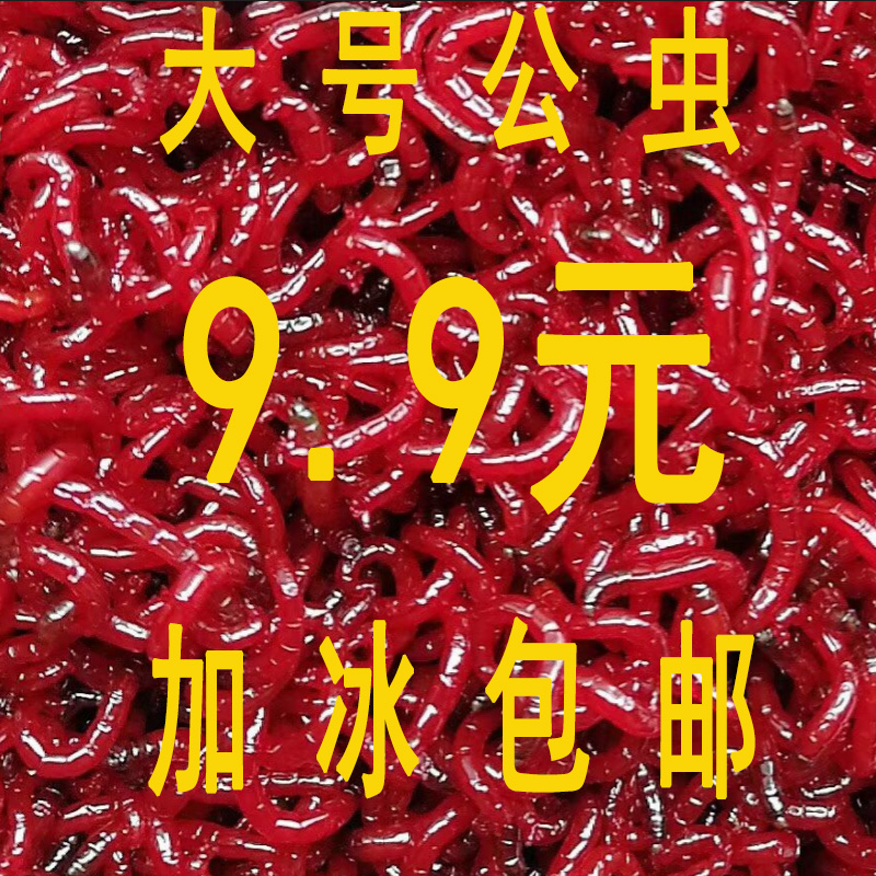 ºì³æ»î¶ü ÏÊ»îºì³æ ºÚÍ·¹«³æºì³æ»îÌåÌØ´óºÅ´óºÅµöÓãÀ¶ü