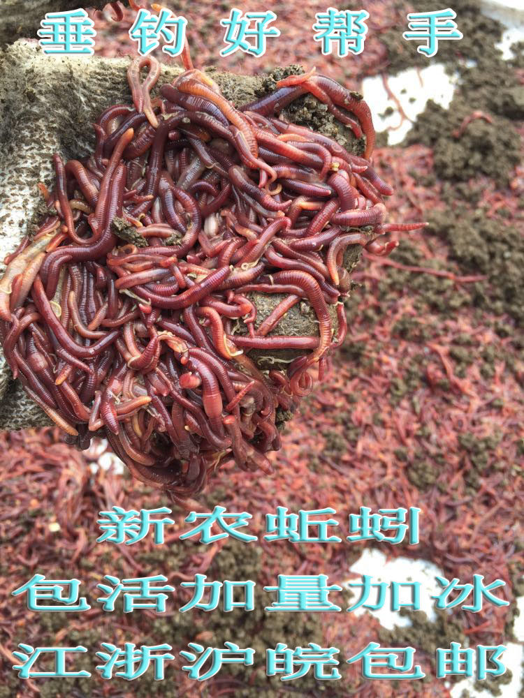 包邮 散装蚯蚓活体大红5斤 鱼饵 垂钓 龟饲料 种苗  大平二号
