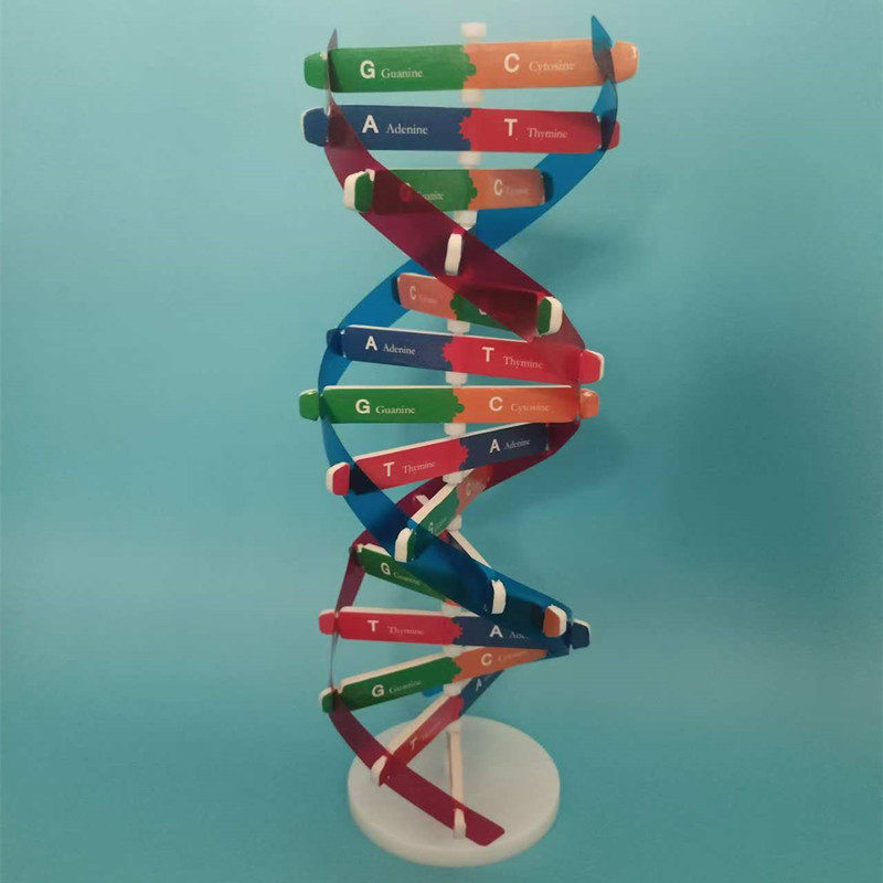 初高中生物模型作业人体DNA双螺旋分子结构科学实验小制作手工包