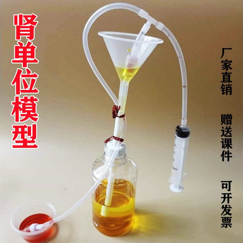 人体科学肾单位模型肾小球过滤尿液形成七年级下生物教具制作材料