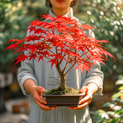 基地直发，树形优美！